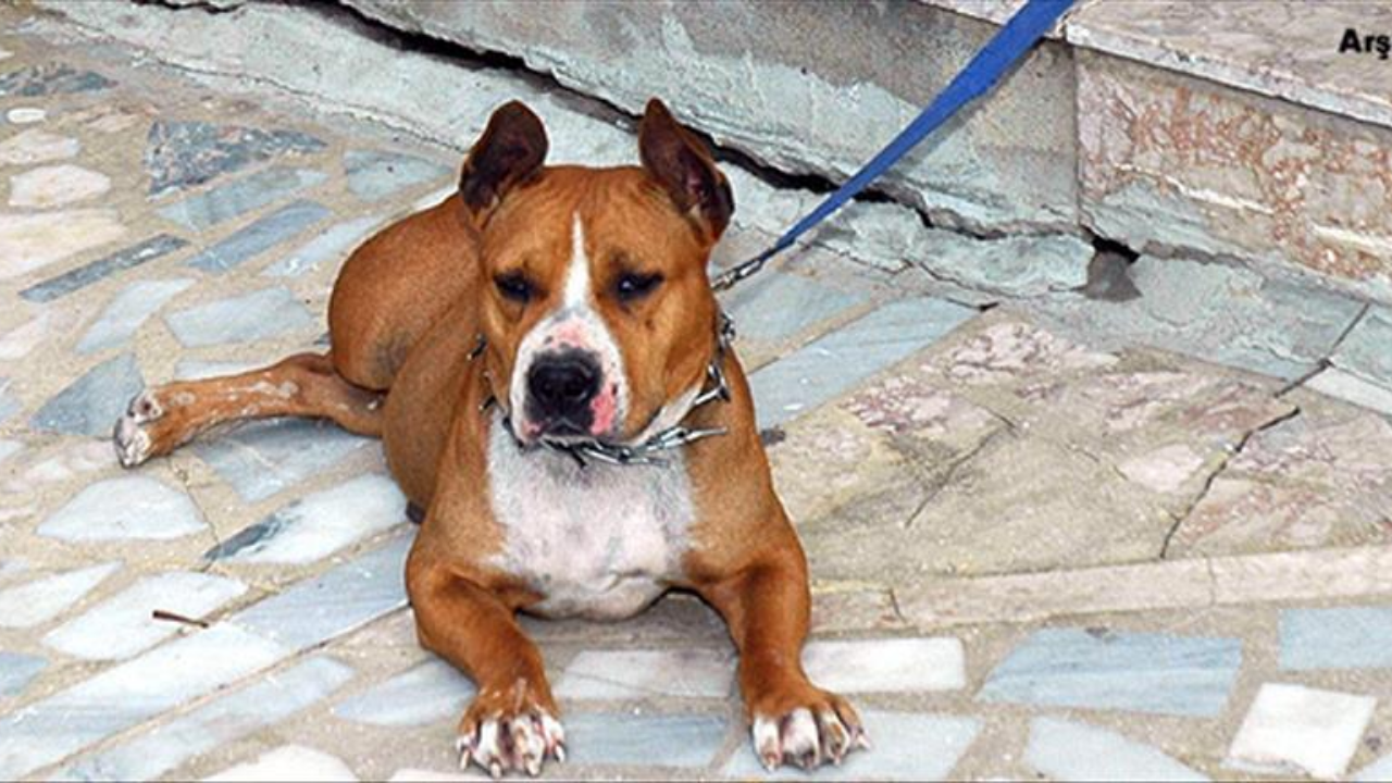 Pitbull operasyonu başladı: Sahipleri birer birer terk ediyor